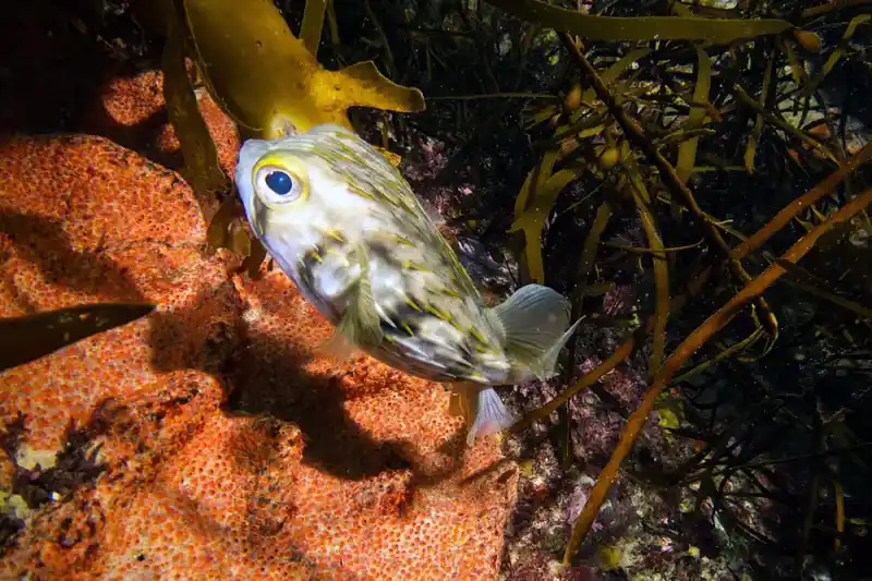 Spotted pufferfish