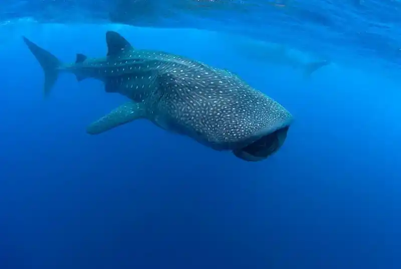 Whale shark, Rhincodon typus