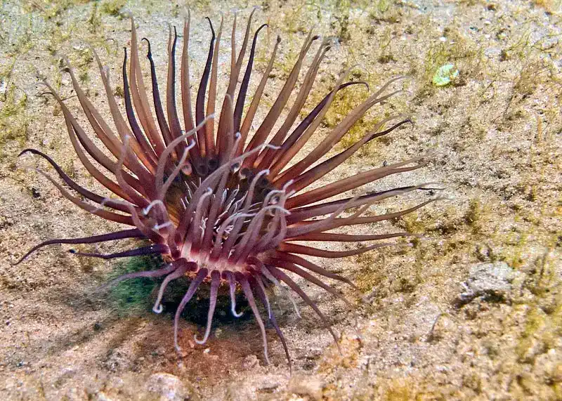 Membrane tube anemone (tube anemone)