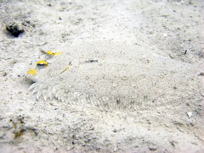 flounder
