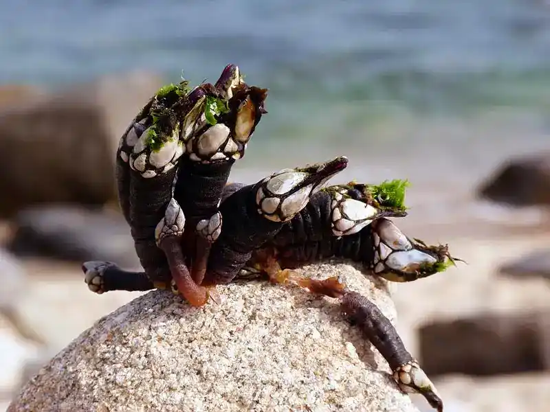 Percebes (Goose Barnacles - Overview)