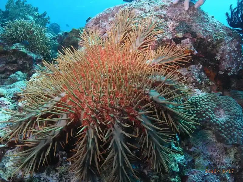 Crown of Thorns Starfish (Acanthaster planci)