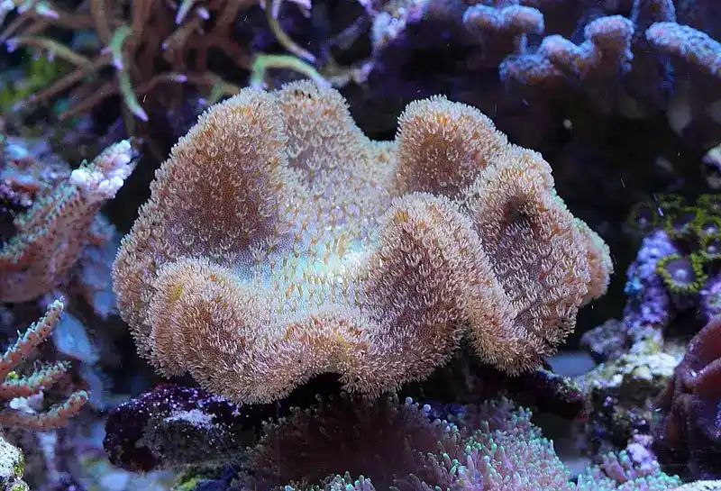 Elegant Leather Coral