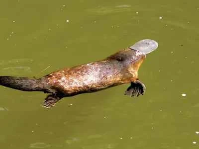 Platypus, Ornithorhynchus anatinus