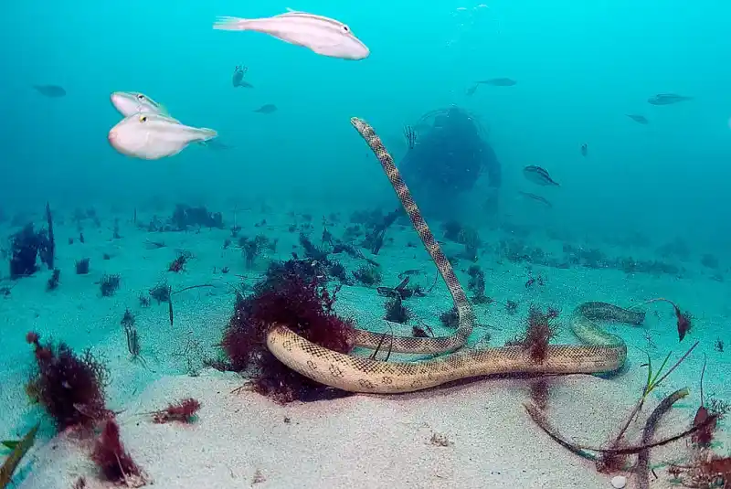 Sea Snakes (Overview)