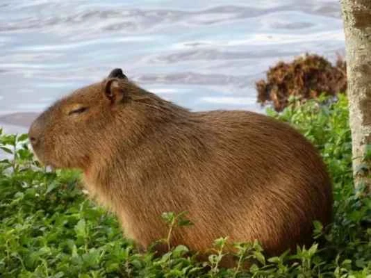 Capybaras