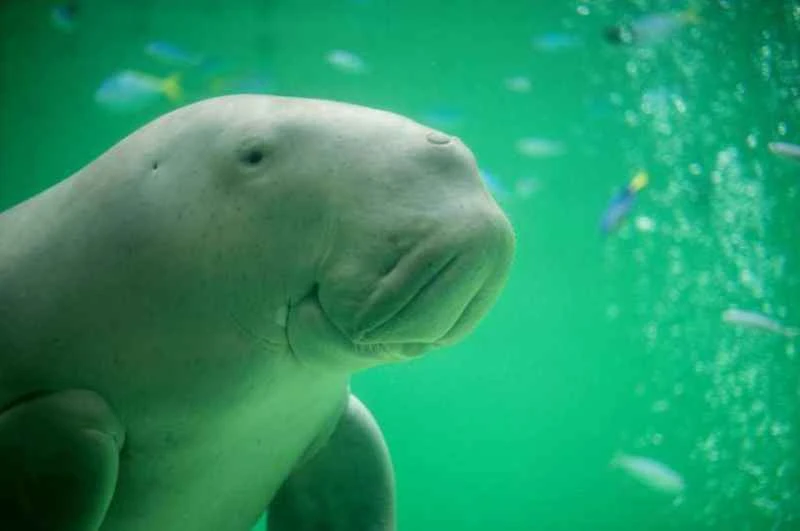 Dugong