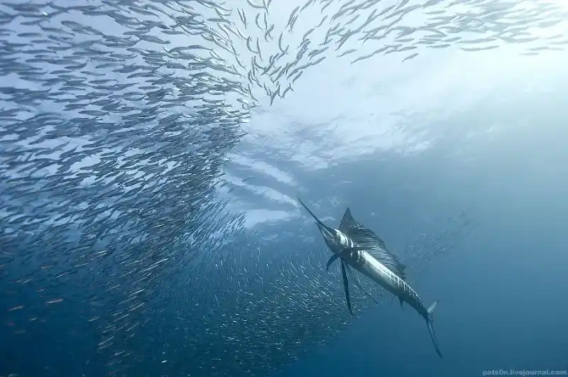 Sailfish (Sailing Sailfish)