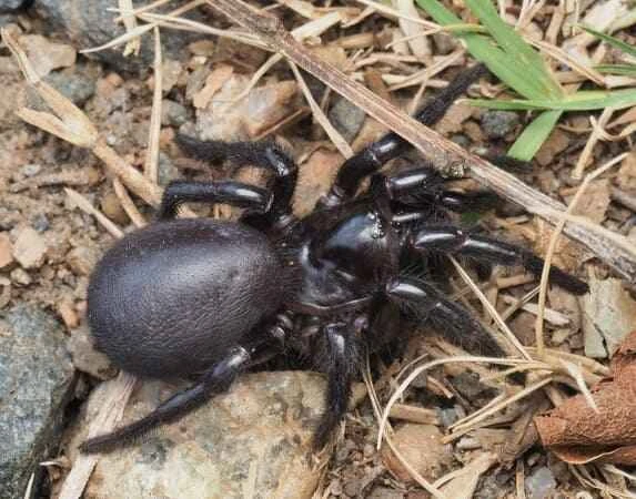 Australian funnel-web spider