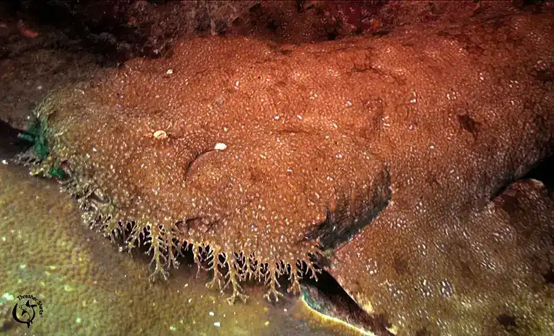 Whistler shark, Orectolobidae (family)