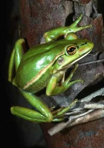 Green Bell Frog