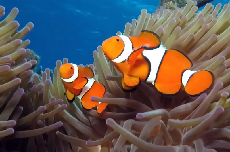 Clownfish subfamily