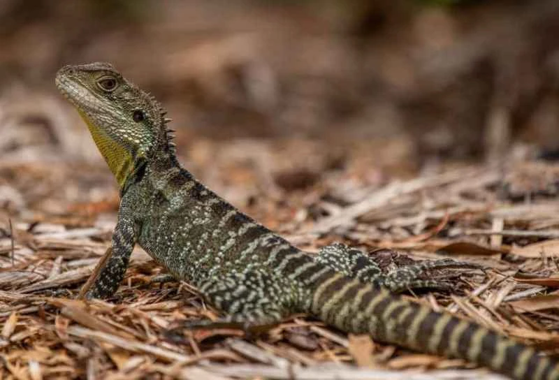 Australian water dragon