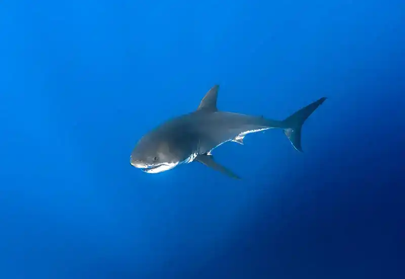 Great White Shark