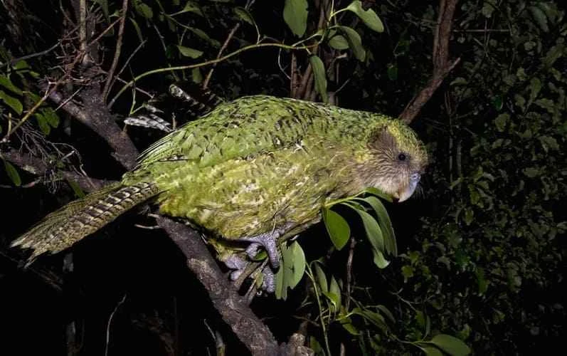 Kakapo
