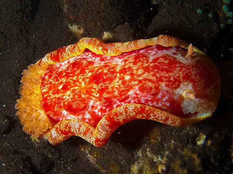 Spanish dancer sea slug