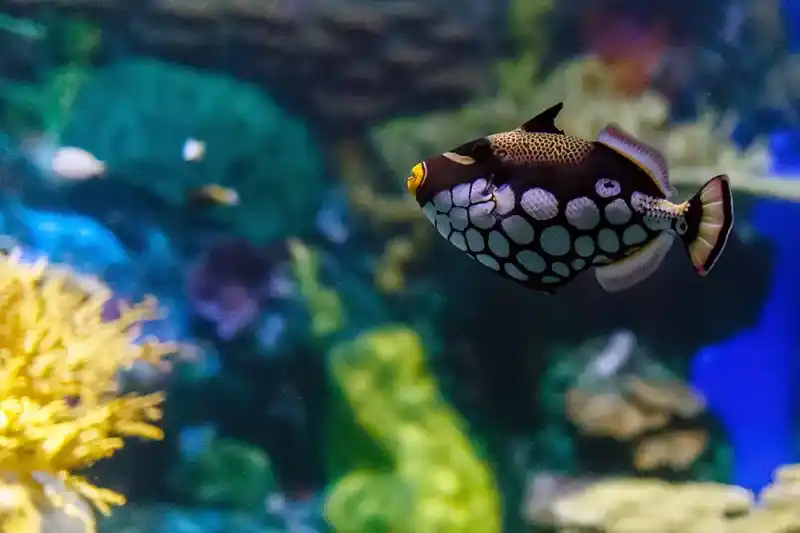 Clown pufferfish