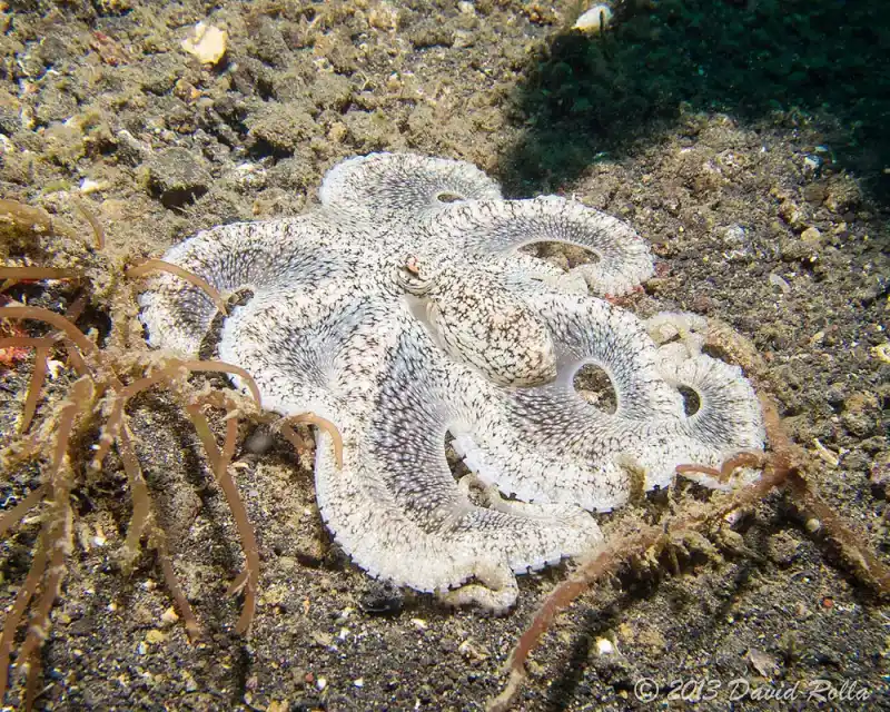 Octopus family (general overview)