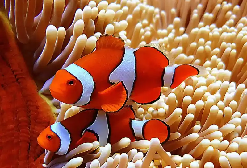 Clownfish subfamily