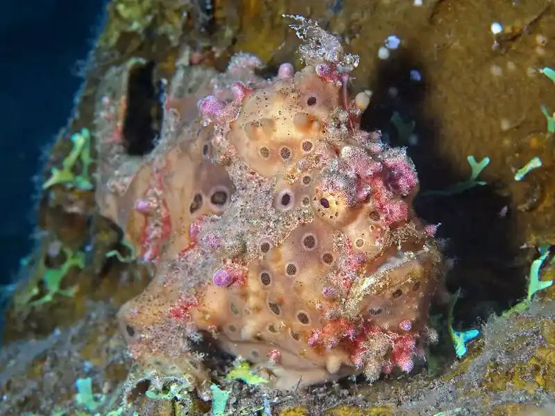 Japanese Anglerfish / Yellow Anglerfish