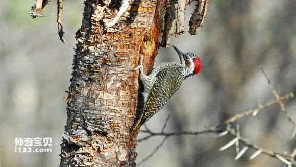 2023060166554327.jpg 7bc7a6eb15ce36d3ebd2348131f33a87e850b124_九雷图片转换器.jpg