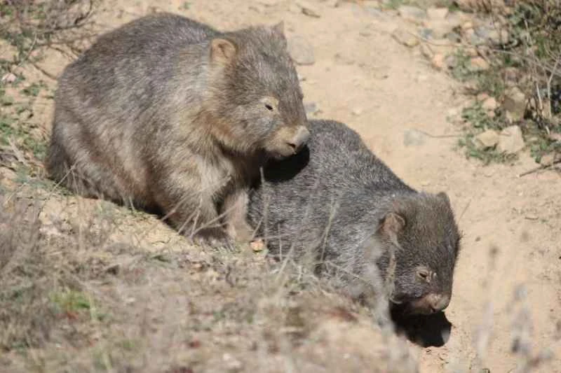 Naked-nosed wombat