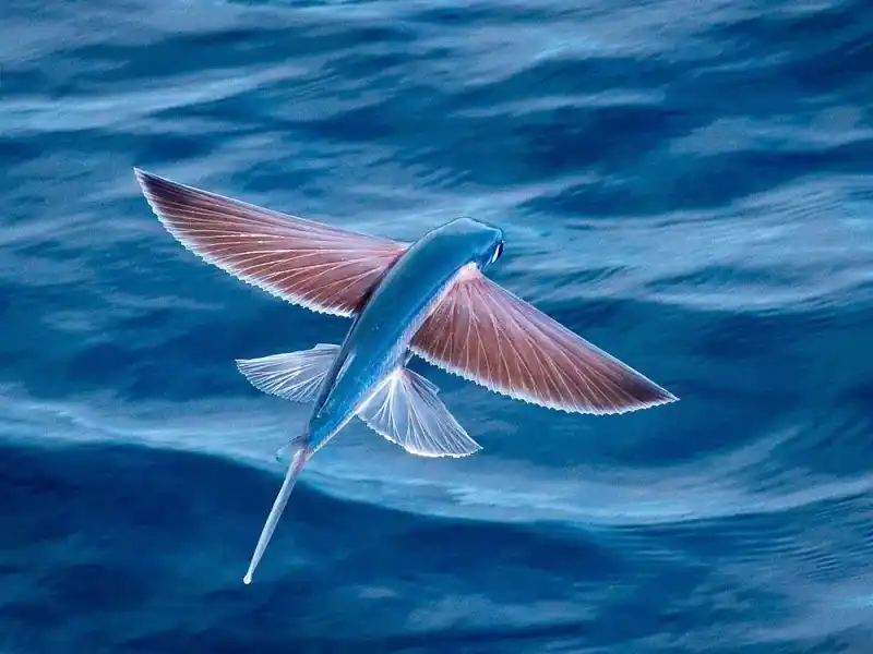 Tropical flying fish