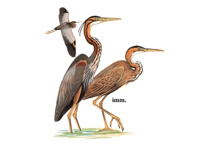 Grey heron, purple heron, flower-shaped heron, wild heron, long-necked heron