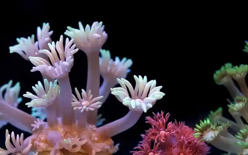 Goniopora lobata (flowerpot coral)
