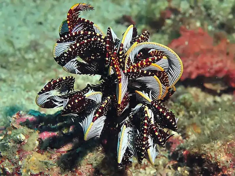 Crinoids (Feathered Star/Crinoids - General Overview)