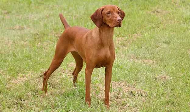 Vizsla, Hungarian Vizsla, Hungarian Pointer, Hungarian Vizsla, Vizsla Dog