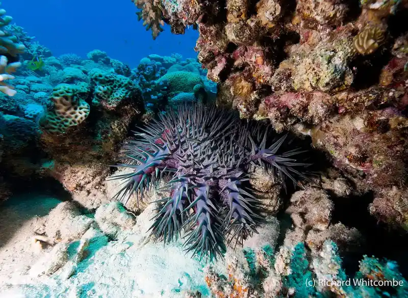 Crown of Thorns Starfish (Acanthaster planci)