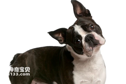 Boston Terrier