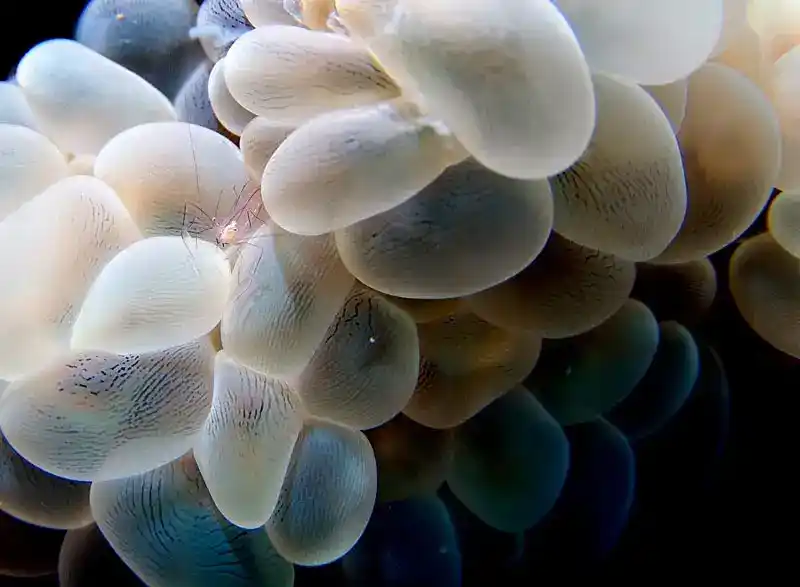 Philippine anemone shrimp (Vir philippinensis)