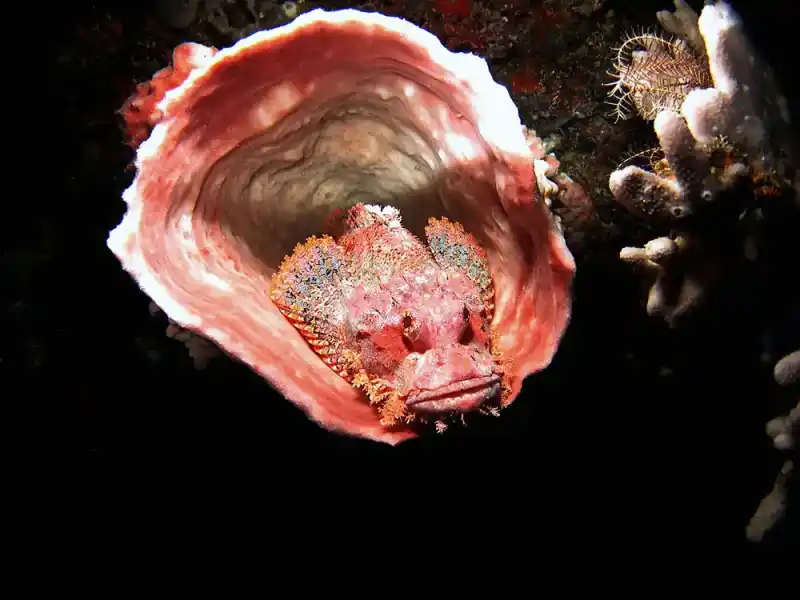 Reef fish / Stonefish