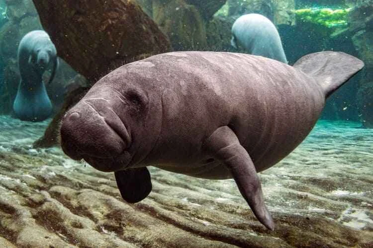 Dugong