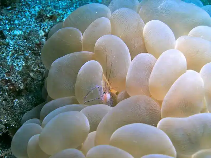 Philippine anemone shrimp (Vir philippinensis)