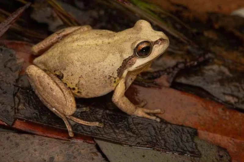 The singing tree frog, Litoria verreauxii