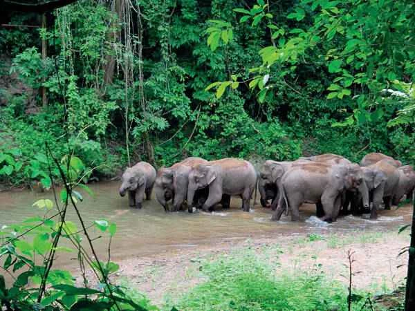 African savanna elephant