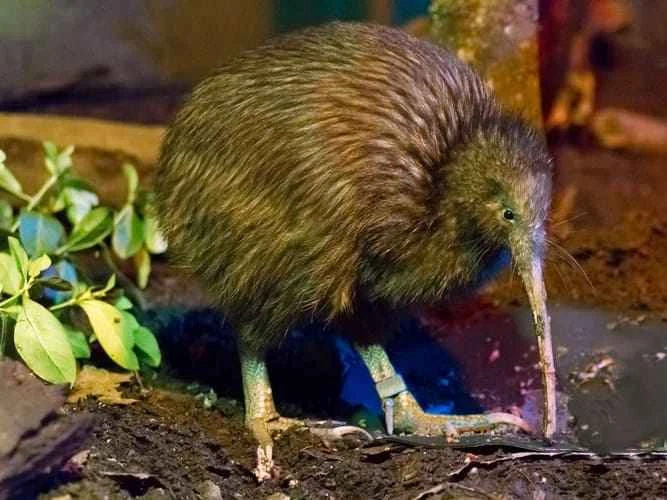 Kiwi (General Overview)