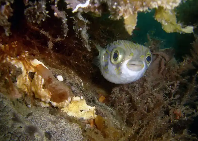 Spotted pufferfish