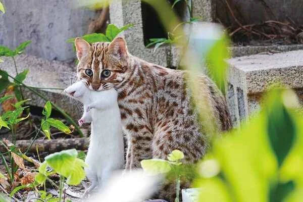 Leopard cat