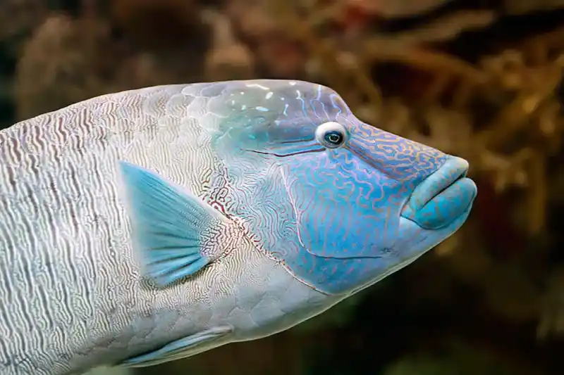 Napoleon wrasse, Cheilinus undulatus