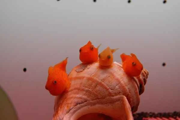 Roundfin fish, blocky fish, swollen fish, northern croaker, wobbly fish