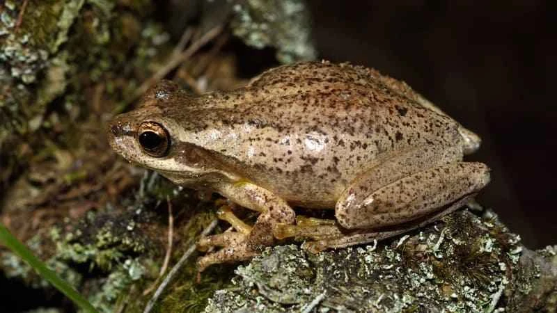 Jervis Bay Tree Frog, Litoria jervisiensis