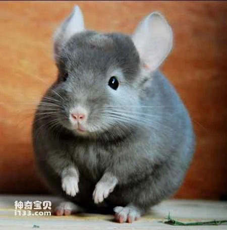 Chinchilla, also known as South American chinchilla, woolly mouse, or hamster.