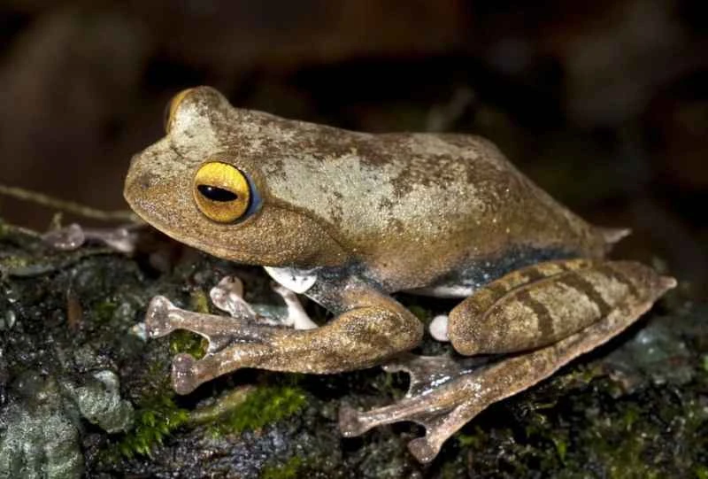 Vampyr Flying Frog, Rhacophorus vampyrus