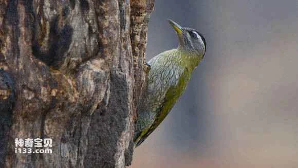 2023060378536191.jpg 71a8eeca39dbb6fddbfd69aa0224ab18962b370f_九雷图片转换器.jpg