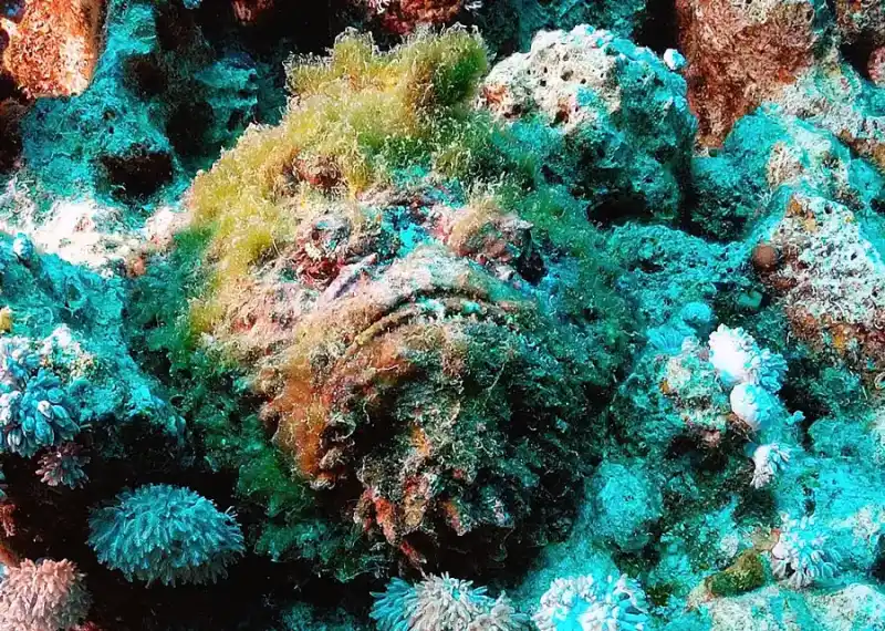 Reef fish / Stonefish