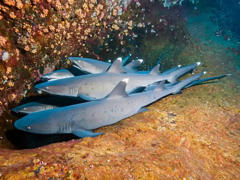 Whitetip reef shark